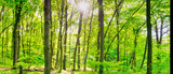 Fototapeta Las - Green forest panorama with green sunny trees