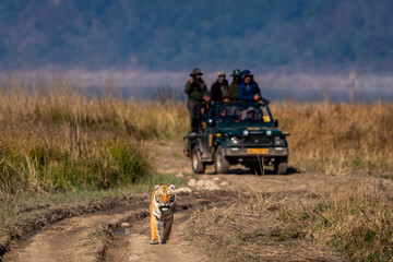 Wall Mural - indian wild female tiger walking head on and people or tourist in safari vehicle following her forest road at landscape of dhikala jim corbett national park uttarakhand india - panthera tigris tigris