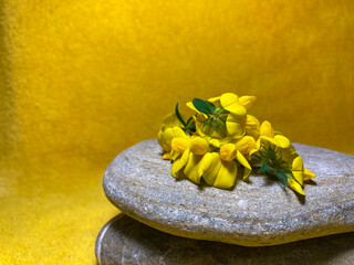 On a yellow velvet bedspread, there are two stones. On top of which lie beautiful yellow flowers.