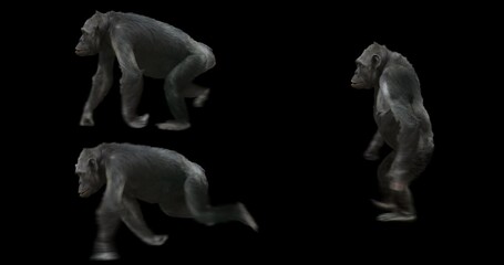 Wall Mural - Ape Chimp realistic animation. Isolated сhimpanzee video including alpha channel.