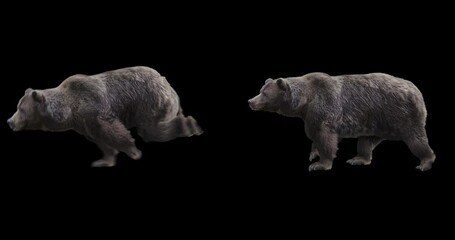 Wall Mural - Set of grizzly realistic animation. Isolated brown bear video including an alpha channel allows to add background in post-production. Element for visual effects