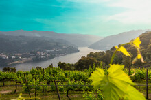 Douro Valley In Wine Region With The Famous Douro River. Portugal 