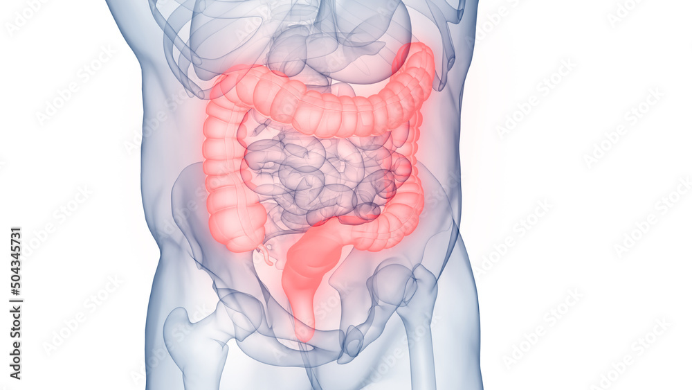 Large Intestine Flow Human Digestive System Large Intestine Anatomy Stock Illustration ...