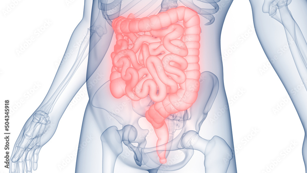 Different Intestines Human Digestive System Large and Small Intestine Anatomy Stock ...