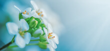 White Alyssum On A Blue Background In Macro With Copy Space.