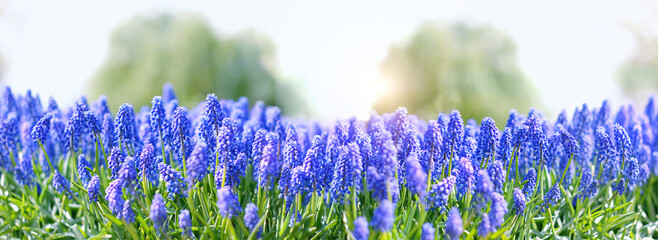 Beautiful blue Muscari flowers close up on spring meadow, floral abstract natural background. spring blossom season. Gentle colorful artistic nature image. banner