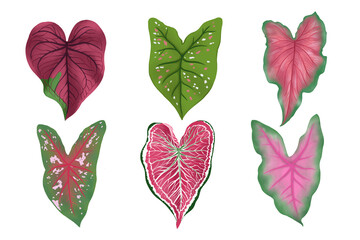 Wall Mural - Set of Caladium leaf plant, Digital illustration isolated on white background