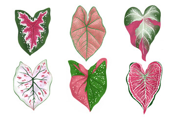 Wall Mural - Set of Caladium leaf plant, Digital illustration isolated on white background