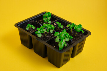 Wall Mural - young basil sprouts in a pot on a yellow background close-up