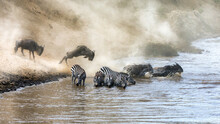  Wildebeest And Zebra Cross The Mara River During The Annual Great Migration In TheMasai Mara, Kenya.