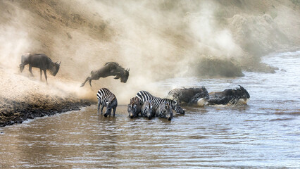 Wall Mural -  Wildebeest and zebra cross the Mara River during the annual great migration in theMasai Mara, Kenya.