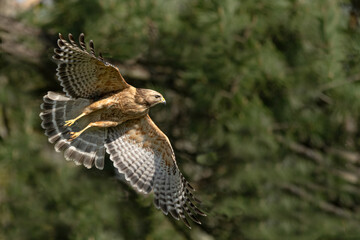 Wall Mural - Hawk Flying