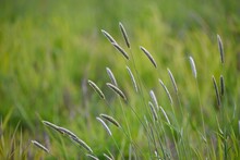 Grass Stalks In A Meadow On A Spring Day Outdoors Close-up. Plant, Meadow Foxtail, On A Natural Blurred Background.