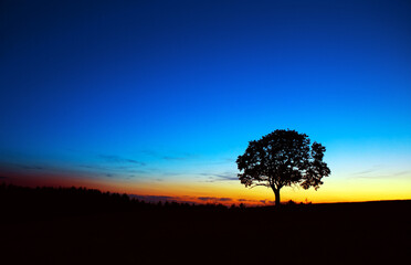 Wall Mural - sunset under the tree. nature background.