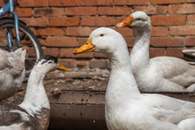 A Domestic Waterfowl White Duck Feeds In A Rural Yard. Portrait Of A White Duck That Looks Into The Frame With Its Head Tilted Against A Blurry Background Of A Brick Wall.
