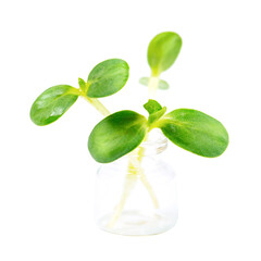 Wall Mural - Young sunflower sprouts in a glass flask isolated on a white background.