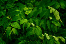 Fresh Green Leaves After Rainfall Dark Nature