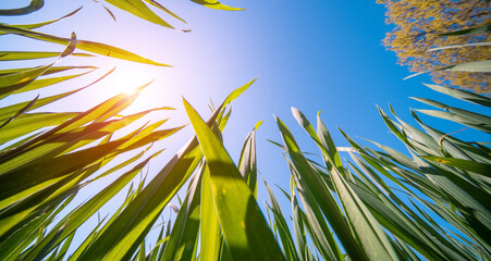 Wall Mural - ant point of view view of green grass and blue sky with sun