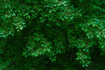 Wall Mural - Green leaf background