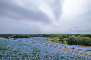 茨城県ひたちなか市のネモフィラ畑