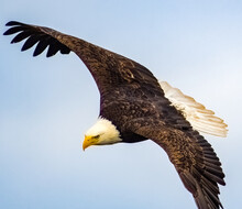 Bald Eagle In Flight, British Columbia, Canada