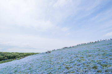 茨城県ひたちなか市のネモフィラ畑