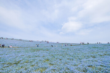 茨城県ひたちなか市のネモフィラ畑