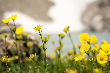 Poster - Alpine Avens Buds Begin To Open At HIgh Elevations in Mid July