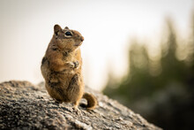 Brown Ground Squirrel Close Up On Rock