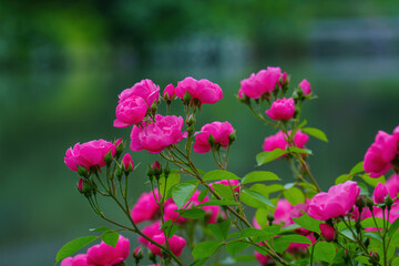 Poster - Red Chinese rose