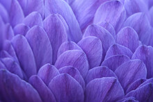 Macro Of Purple Petals Of Chrysanthemum Flower. Background Of Petal