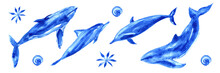 Watercolor Set Of Ocean Animals. Blue Watercolor Whale, Dolphin, Shell