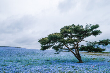 茨城県ひたちなか市のネモフィラ畑