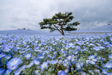 茨城県ひたちなか市のネモフィラ畑