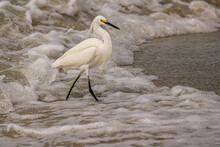 Snowy Egret On The Beach
