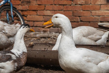 Portrait Of A White Duck On A Blurred Background Of A Brick Wall. Waterfowl.A White Duck Walks On A Sunny Day. A Domestic Waterfowl White Duck Feeds In A Rural Yard.