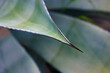 Agave fernandi regis. Succulent, cactus plant with long smooth leaf and long sharp black prickle on the end. A dangerous desert plants grows in Mexico. Agave plantation. Tequila leaves close up.