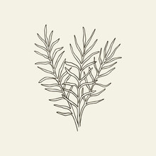 Line Art Macrozamia Illustration. Australian Native Plant