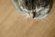 Close Up Of A Brown Tabby Cat Nose With Whiskers