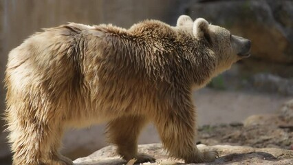 big syrian brown bear walking on rocks at the zoo. slow motion.