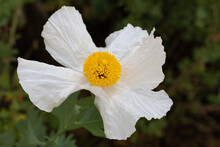 Close-up Of A California Tree Poppy Flower