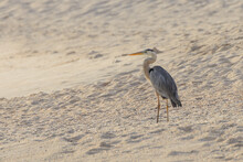 A Great Blue Heron In The Galapagos Islands, Surveying The Shore Line For Prey At Sunset.