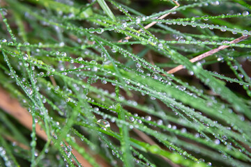 Wall Mural - Grass after rain with large drops of water on the leaves.