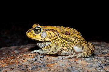 Sticker - Close-up of an olive toad (Amietophrynus garmani), South Africa.