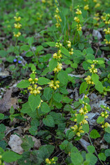 Sticker - Flowering Yellow archangel plant or Lamium galeobdolon argentatum .