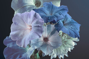 Wall Mural - blue petunia flowers on a dark background, close-up, studio shot.