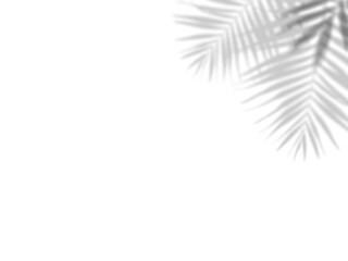 Wall Mural - botanic shadows overlay, photoshop overlay, plant tree flower shadow, light casts, light effect, png