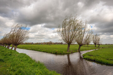 Wall Mural - Dutch polder landscape on a stormy day at the beginning of the spring season. The leaning pollard willows along the ditch are just budding. The sky is covered with dramatic dark clouds.