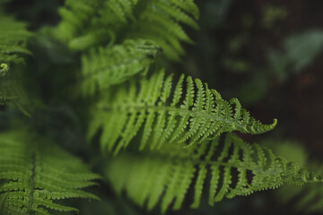 the background image is green. natural, eco-friendly natural background. the texture of green leaves
