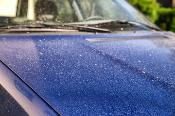 Pollen on the car body. Allergy season